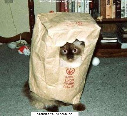 Cats - cinicul - CHESTII SIMPATICE