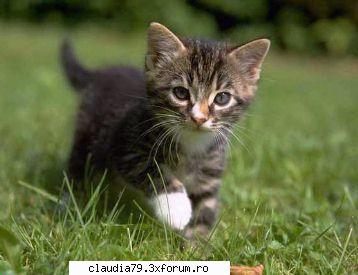 Cats - cinicul - CHESTII SIMPATICE