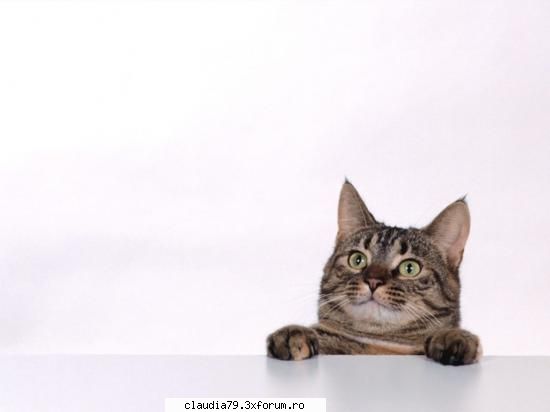 Cats - cinicul - CHESTII SIMPATICE