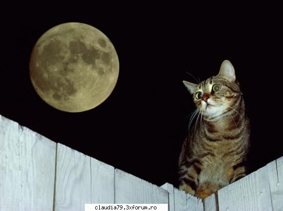 Cats - cinicul - CHESTII SIMPATICE
