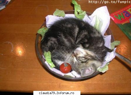 Cats - cinicul - CHESTII SIMPATICE