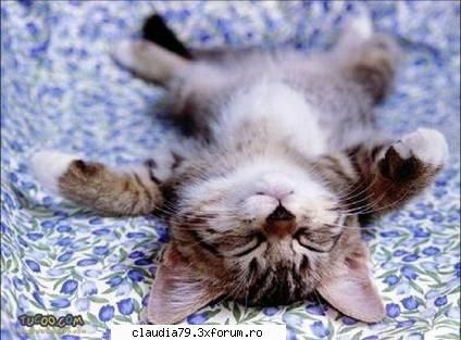 Cats - cinicul - CHESTII SIMPATICE