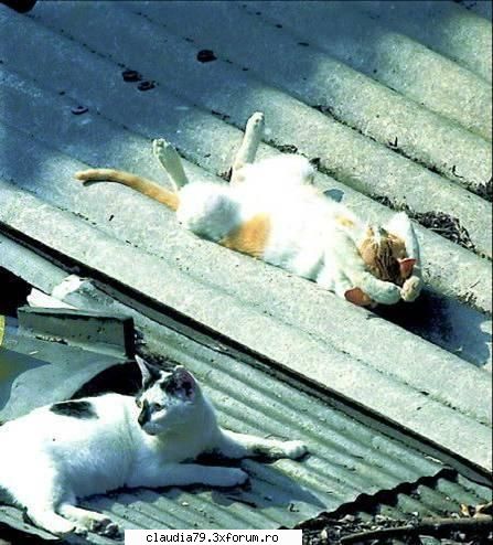 Cats - cinicul - CHESTII SIMPATICE
