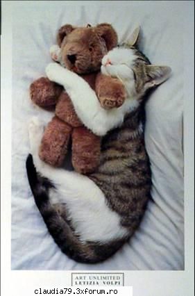 Cats - cinicul - CHESTII SIMPATICE