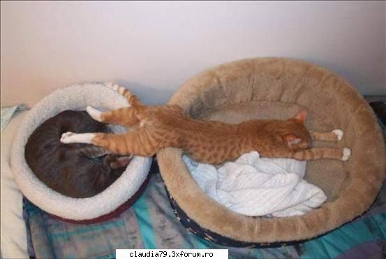 Cats - cinicul - CHESTII SIMPATICE