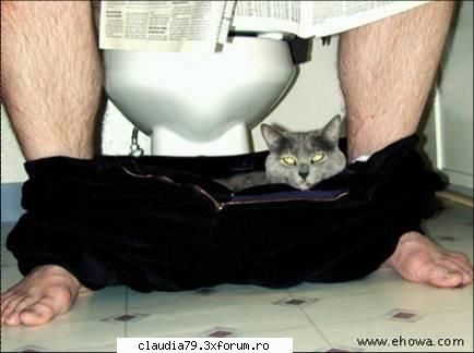 Cats - cinicul - CHESTII SIMPATICE