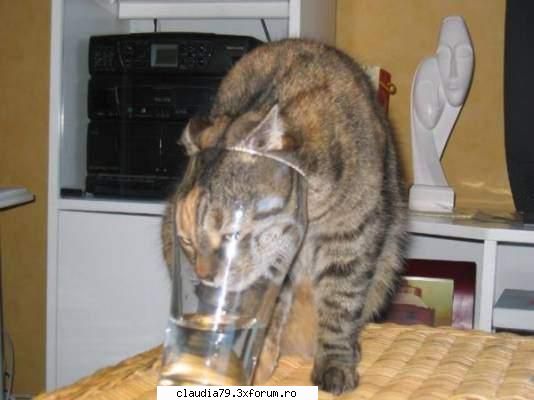 Cats - LIZA - CHESTII SIMPATICE