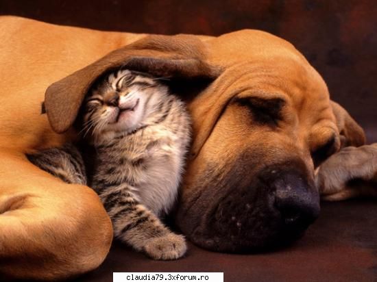Cats - LIZA - CHESTII SIMPATICE