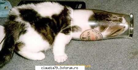 Cats - oopppppsssssss=) - CHESTII SIMPATICE