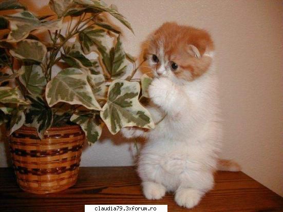 Cats - ce frumos miroase - CHESTII SIMPATICE