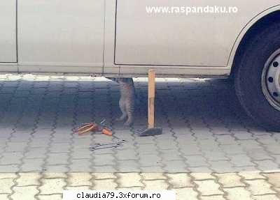 Cats - LIZA - CHESTII SIMPATICE