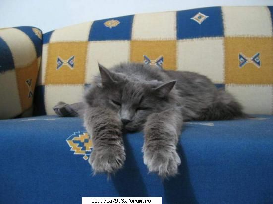 Cats - LIZA - CHESTII SIMPATICE