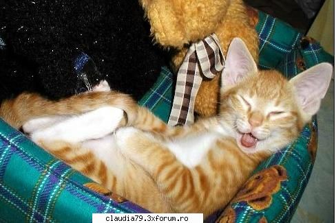 Cats - LIZA - CHESTII SIMPATICE