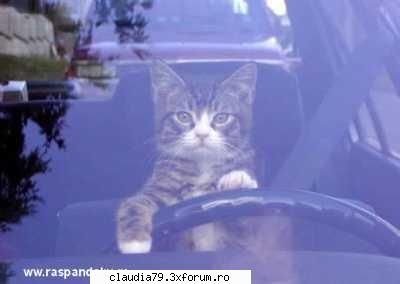 Cats - LIZA - CHESTII SIMPATICE