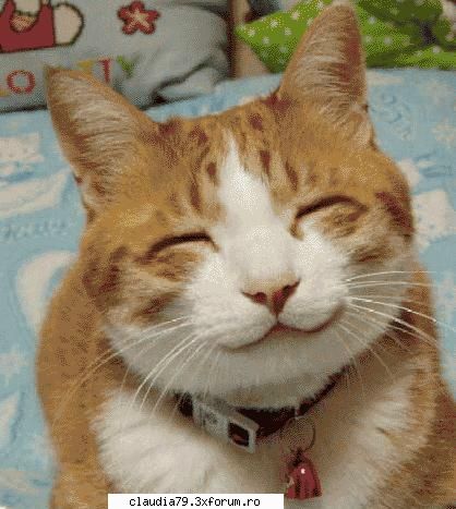 Cats - LIZA - CHESTII SIMPATICE