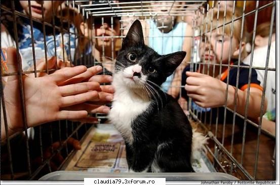 Cats - cinicul - CHESTII SIMPATICE