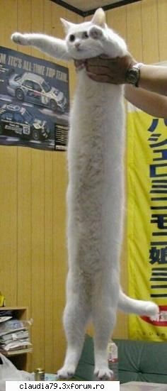 Cats - cinicul - CHESTII SIMPATICE