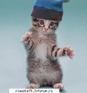 Cats - abysse_ - CHESTII SIMPATICE
