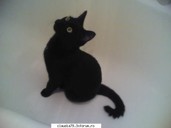 Cats - crazy cat....my cat - CHESTII SIMPATICE