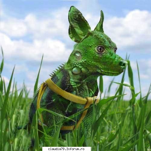Crazy Interspecies Animal Friends! - klingonian - CHESTII SIMPATICE