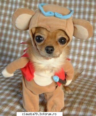 Funny dogs - Ma gindeam sa nu existe discriminare intre pisici - CHESTII SIMPATICE