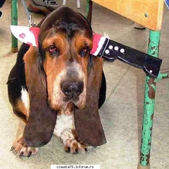 Funny dogs - Ce trist e. Dar haios! :) - CHESTII SIMPATICE