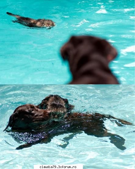 Funny dogs - o pisik n ar face asta niciodata :D - CHESTII SIMPATICE