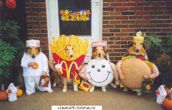 Funny dogs - LIZA - CHESTII SIMPATICE