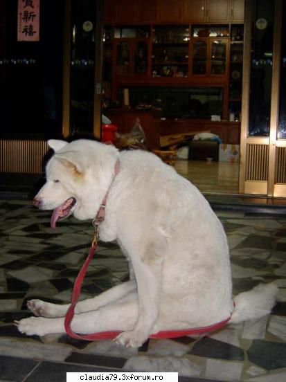 Funny dogs - LIZA - CHESTII SIMPATICE