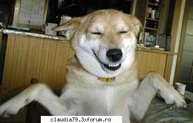 Funny dogs - LIZA - CHESTII SIMPATICE