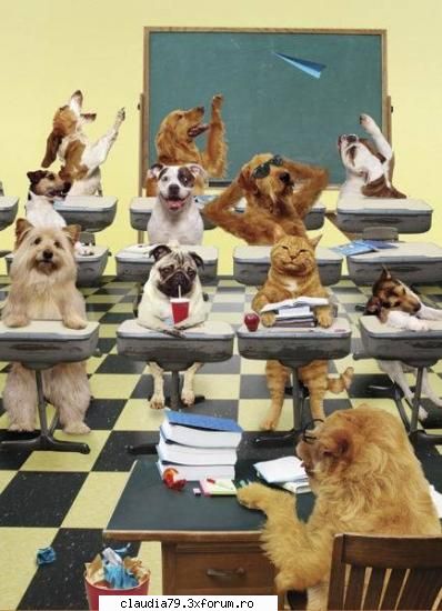 Funny dogs - LIZA - CHESTII SIMPATICE