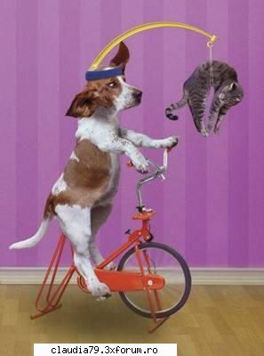 Funny dogs - LIZA - CHESTII SIMPATICE