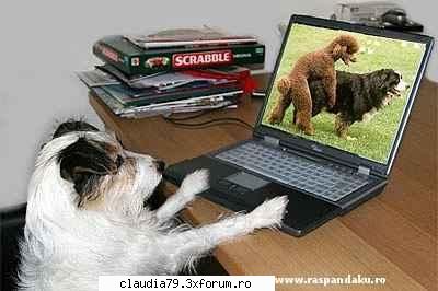 Funny dogs - shhshhh,am de lucru - CHESTII SIMPATICE