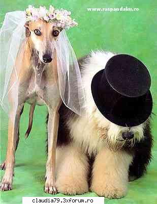 Funny dogs - LIZA - CHESTII SIMPATICE