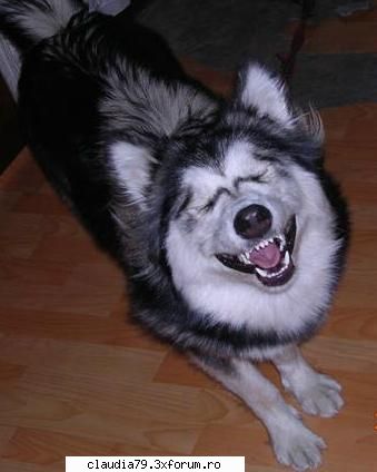 Funny dogs - LIZA - CHESTII SIMPATICE