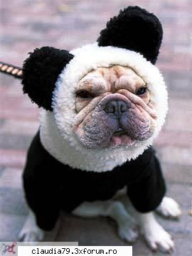 Funny dogs - Ce faine sint toate! :) - CHESTII SIMPATICE
