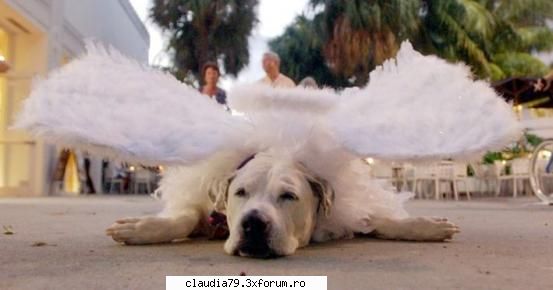 Funny dogs - O zina obosita! :) - CHESTII SIMPATICE