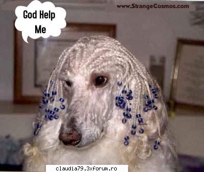 Funny dogs - Se poarta noua coafura! =D - CHESTII SIMPATICE