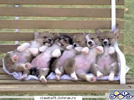 Funny dogs - "Stop squishing me!!!!" =D - CHESTII SIMPATICE