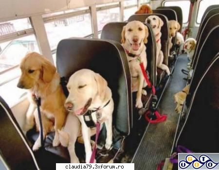 Funny dogs - Doggie school =D - CHESTII SIMPATICE