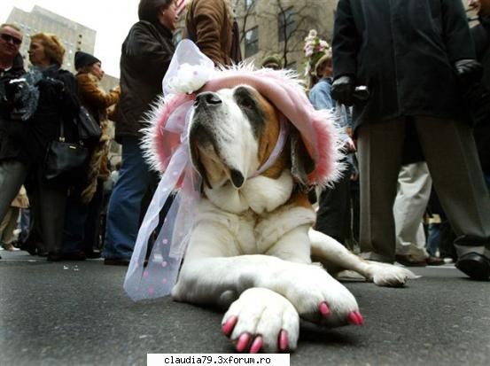 Funny dogs - Recunoasteti printesa? :) - CHESTII SIMPATICE