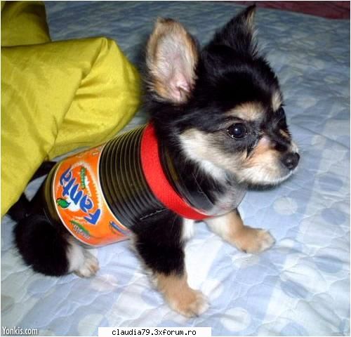Funny dogs - Incercati noua racoritoare - CHESTII SIMPATICE