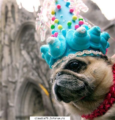 Funny dogs - "I'm the king of the wooolrd!!" =D - CHESTII SIMPATICE