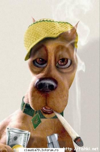 Funny dogs - Un altfel de Scooby. ;) - CHESTII SIMPATICE