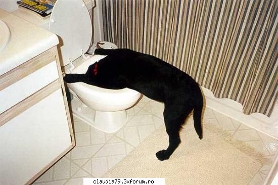 Funny dogs - Cind ti-e sete, ti-e sete - CHESTII SIMPATICE