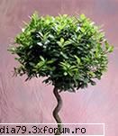 LEU - scurt comentariu - DAFINUL, LAURUL (Laurus nobilis) engl. BAY - ASTROLOGIE