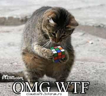 animale - LIZA - FUNNY