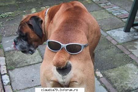 animale funny - ahaa, deci ne Ã®ntrecem Ã®n poze ? imediat - CHESTII SIMPATICE