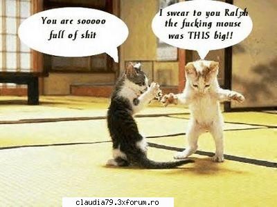 imagini faine - dialog intre pisici =D - CHESTII SIMPATICE