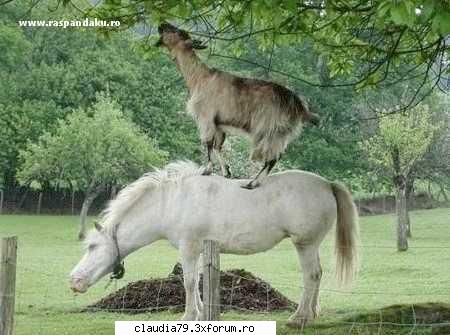 imagini faine - LIZA - CHESTII SIMPATICE